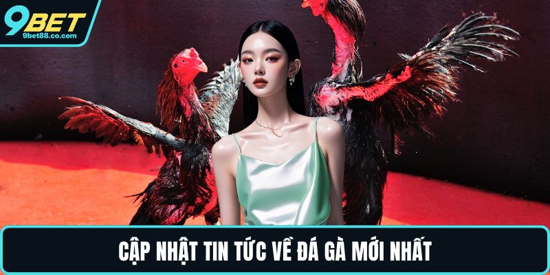 Cập nhật tin tức về đá gà mới nhất